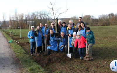 30 Zieräpfel-Bäume in Kitzingen gepflanzt!